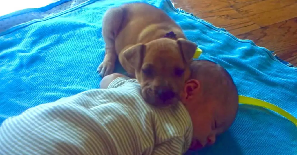 puppy sleeps with baby