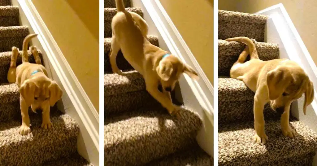 puppy goes down stairs