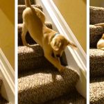 puppy goes down stairs