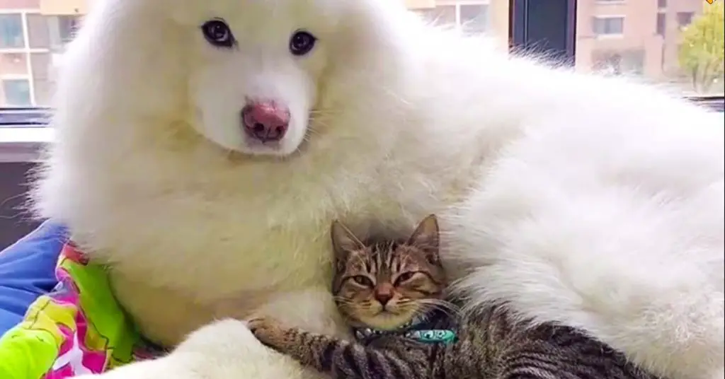 samoyed and cat