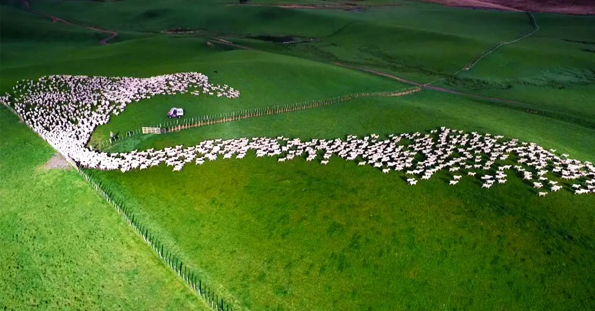 Mesmerizing Mass Sheep Herding