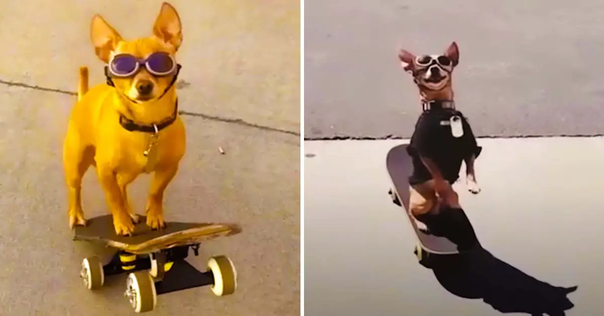 skateboarding dog