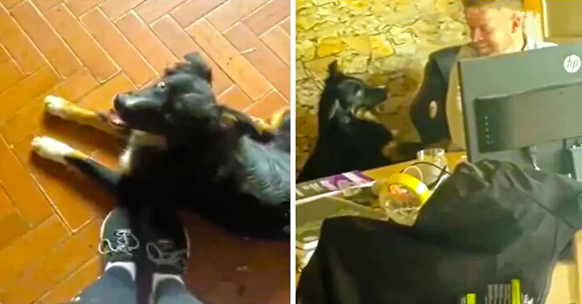 smart dog