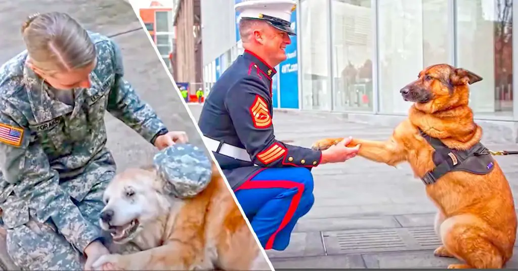 soldier reunited with dog
