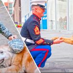 soldier reunited with dog