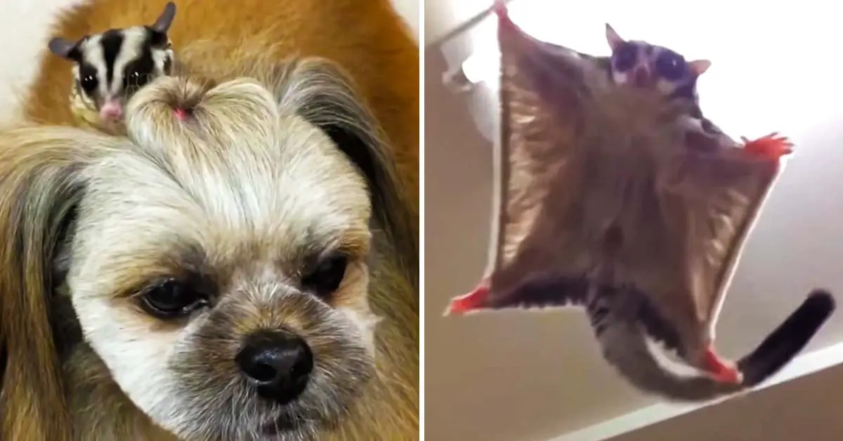 dog and sugar glider