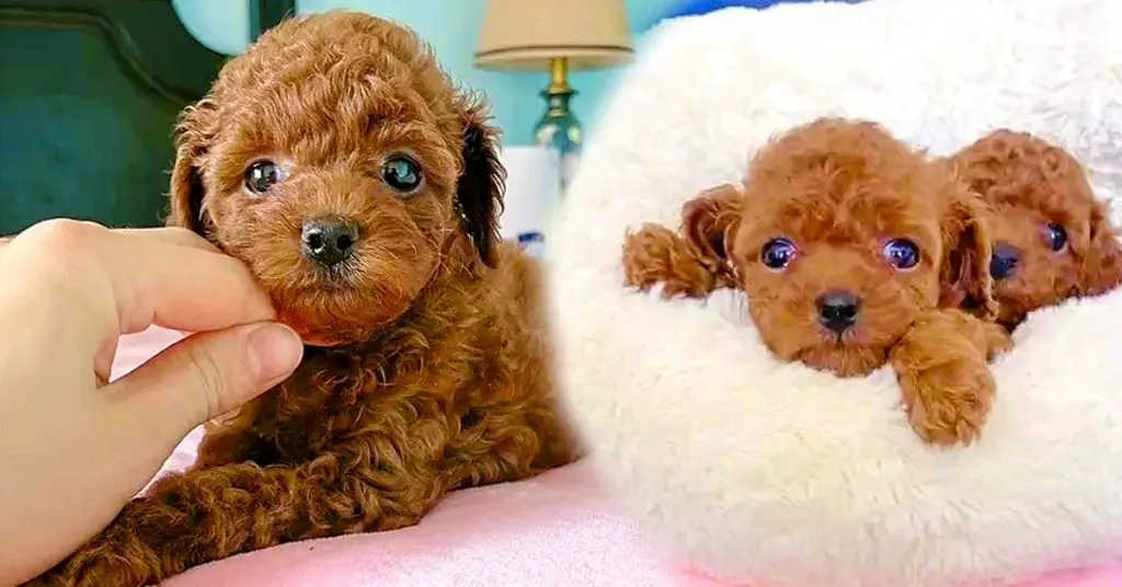 teddy bear puppies