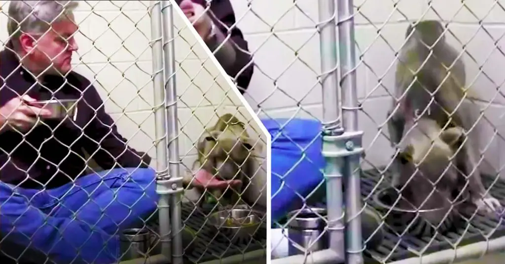 vet eats in dog cage