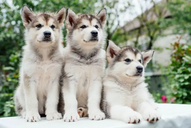 malamute puppies