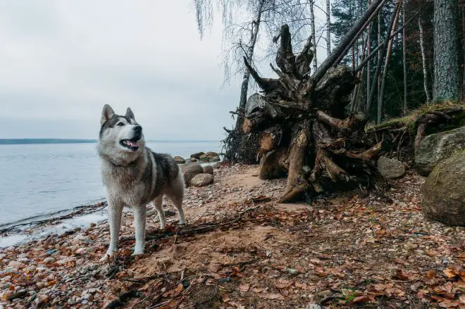 malamute on beach