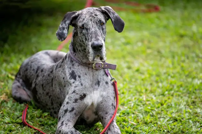 Great Dane