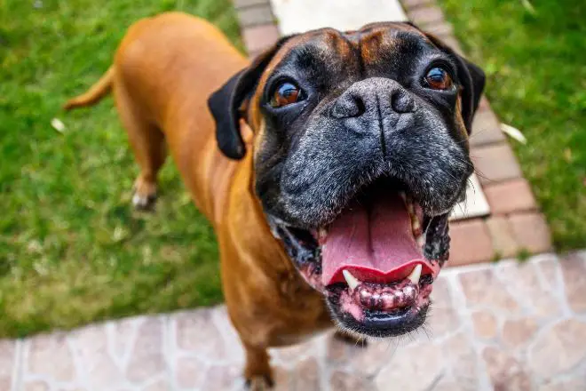 Boxer dog