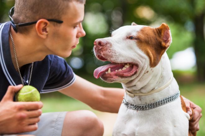 Pit Bulls are clingy