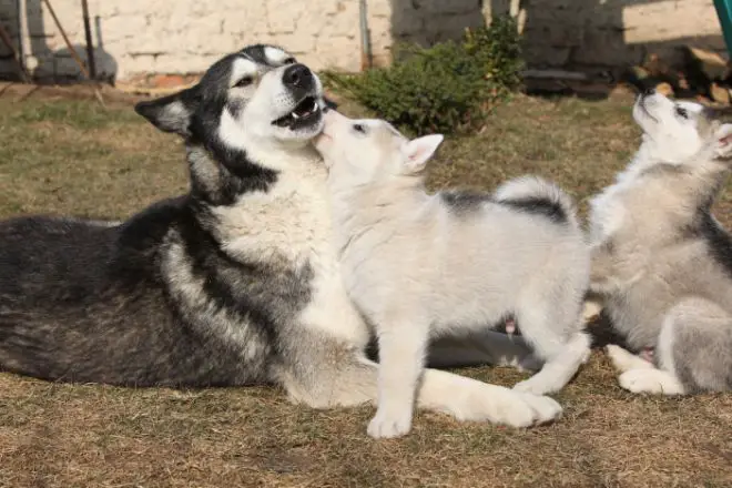 malamute puppy and mom