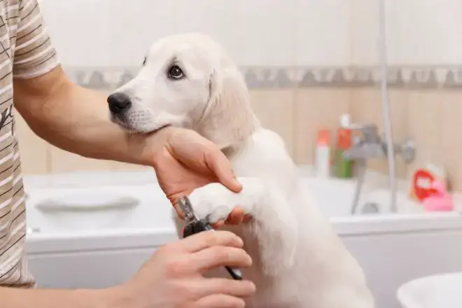 trimming dog's nails