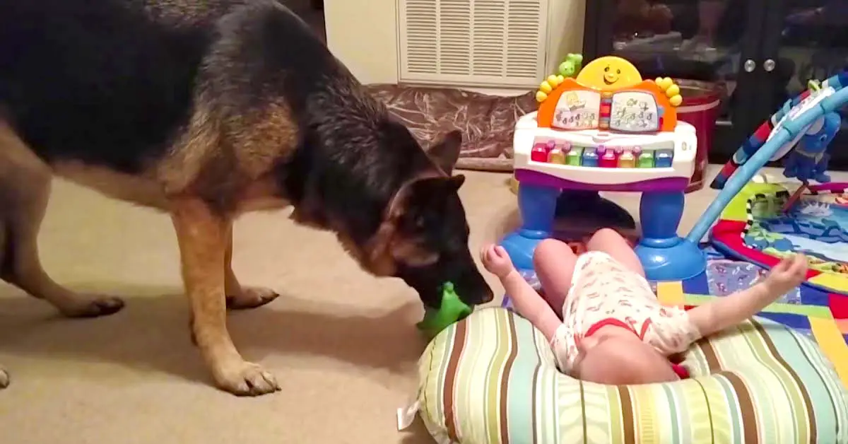 baby and German Shepherd
