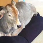 cow steals dog bed