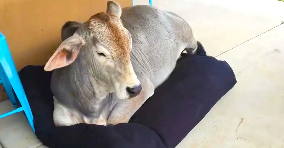 cow steals dog bed