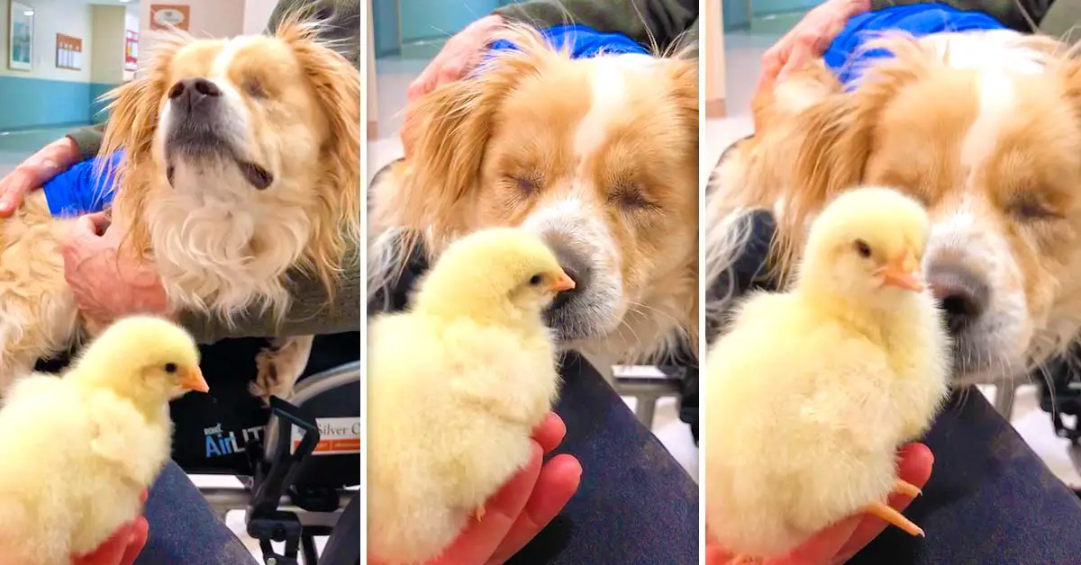 dog and baby chick