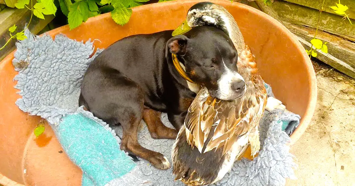dog and duck