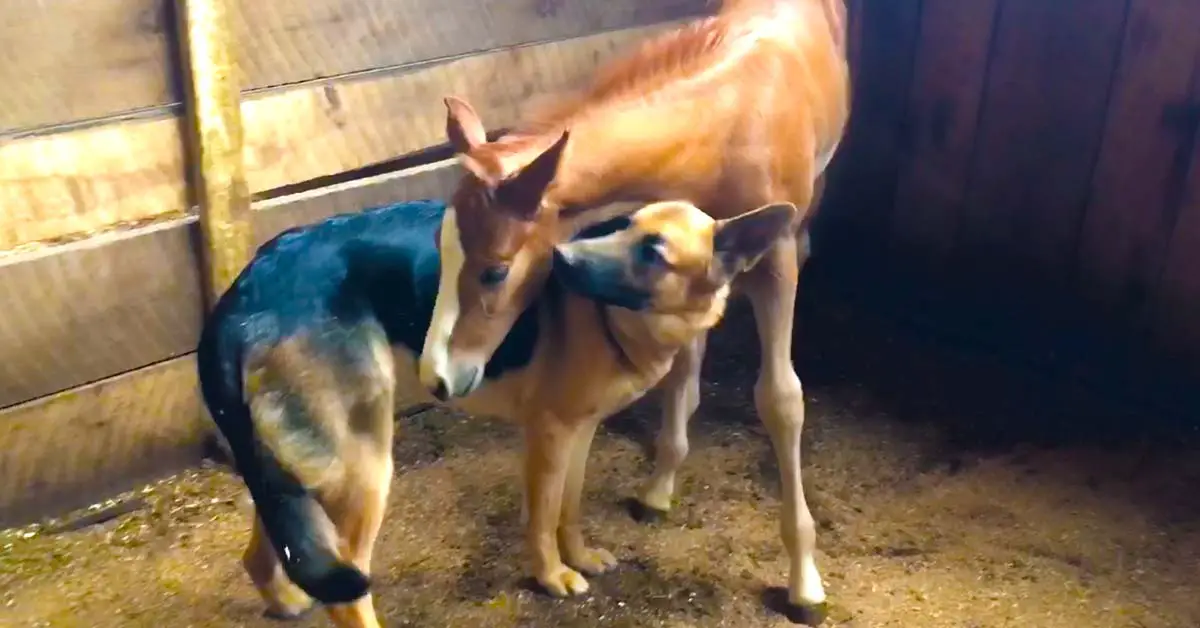 dog and foal