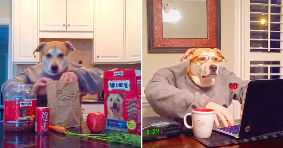 dog Monday routine