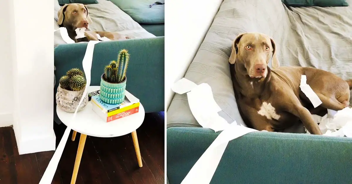 dog toilet paper