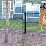 dog tree branch