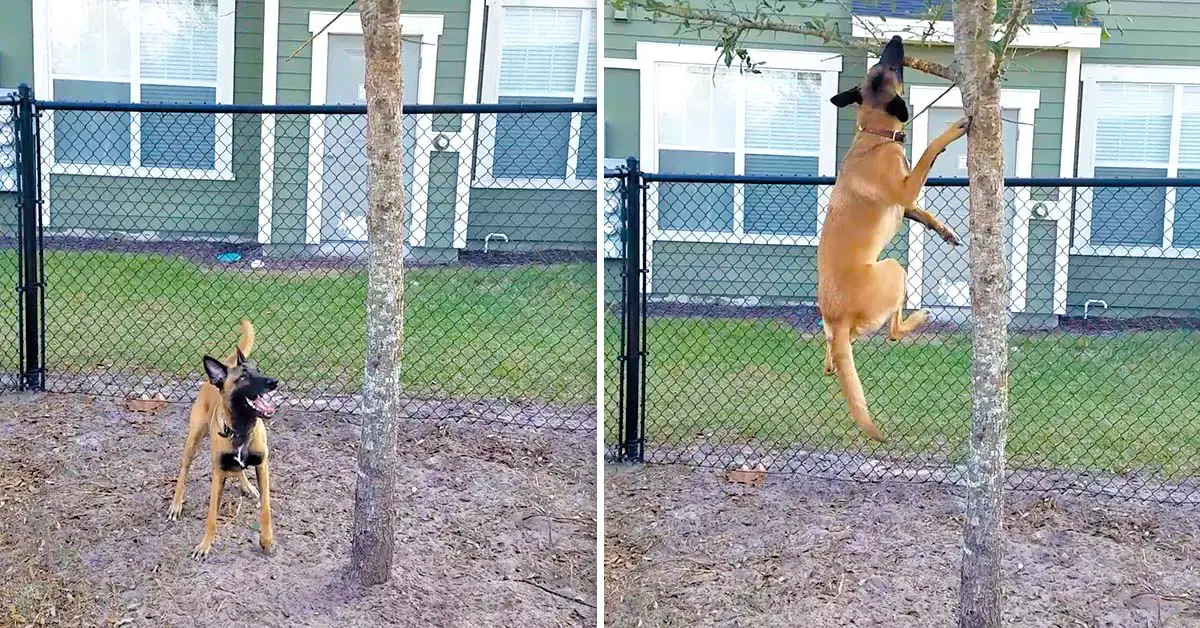 dog tree branch