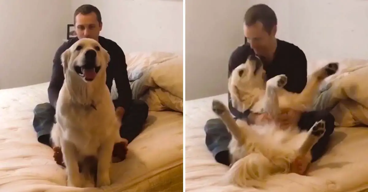 dog trust fall
