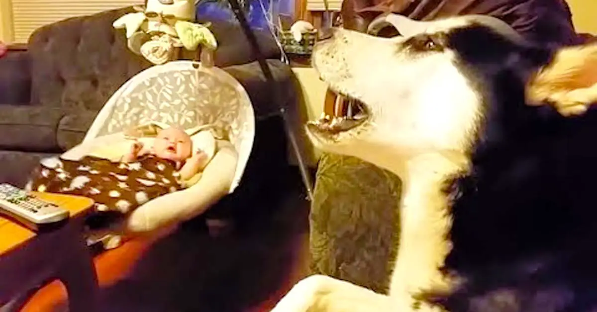 Husky sings