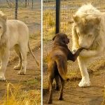 lion and dog