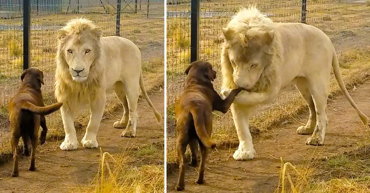 lion and dog