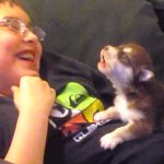 malamute puppy howls