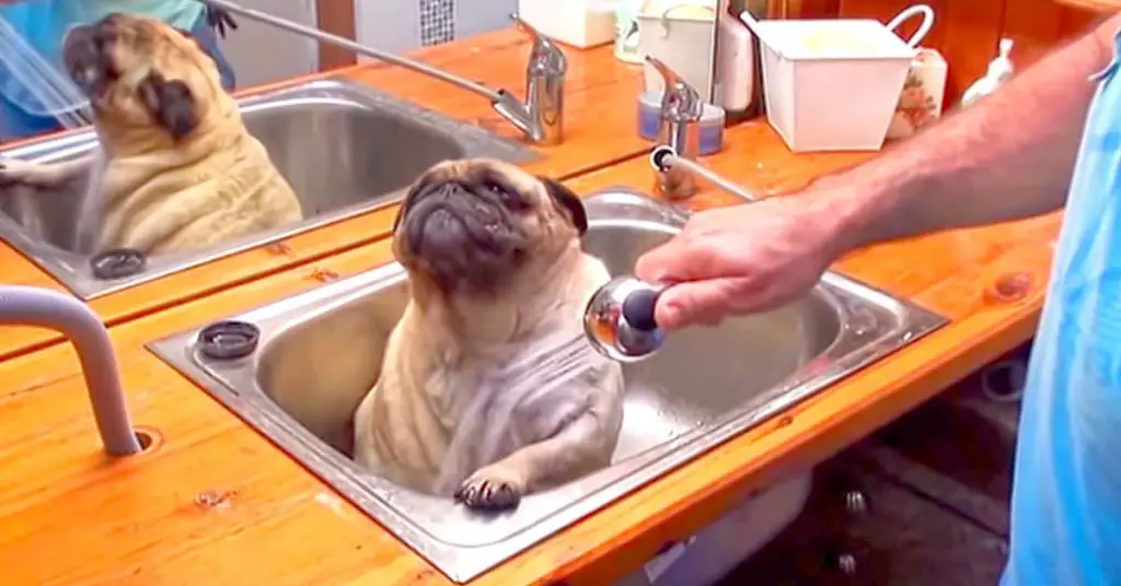 Pug bath