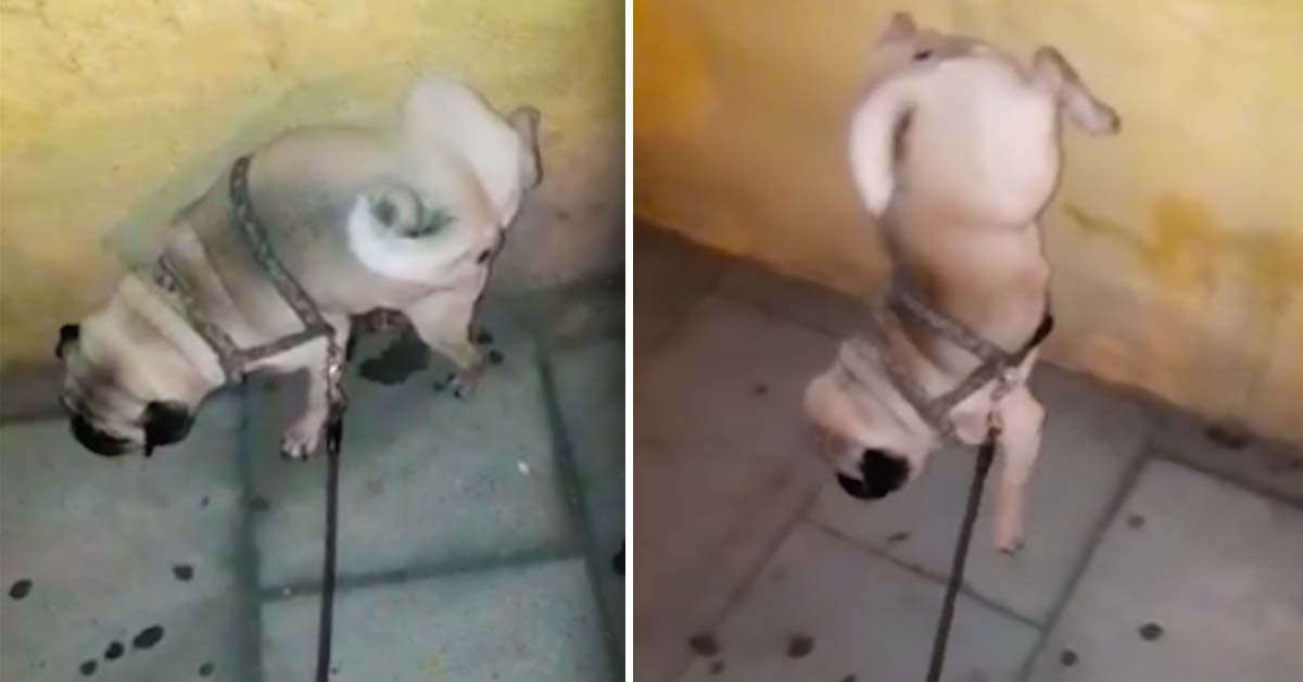 pug peeing