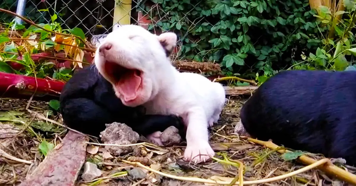 puppies rescued