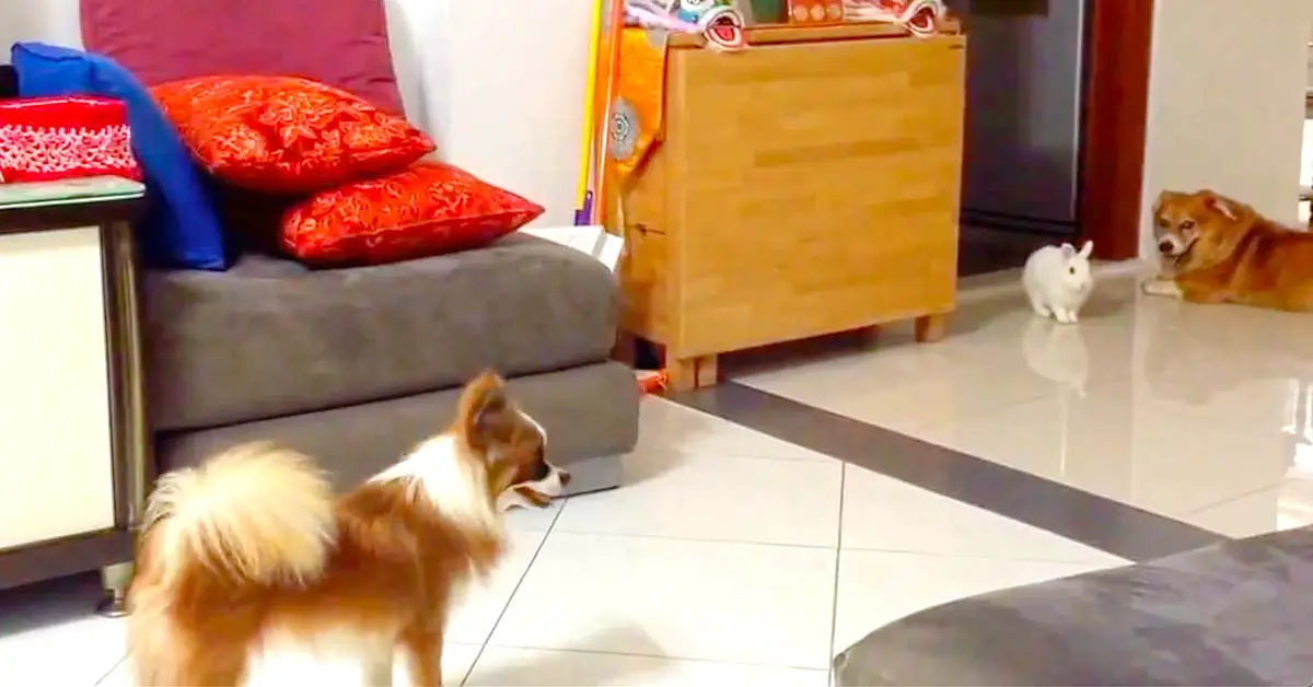 rabbit plays tag with dog