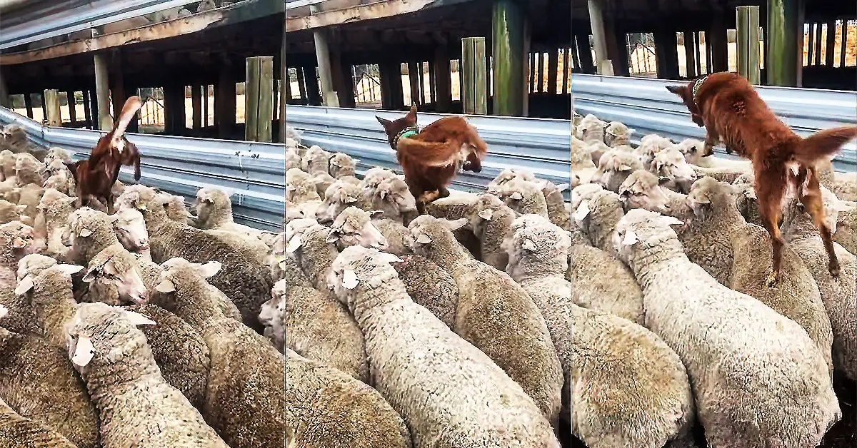 herding dog
