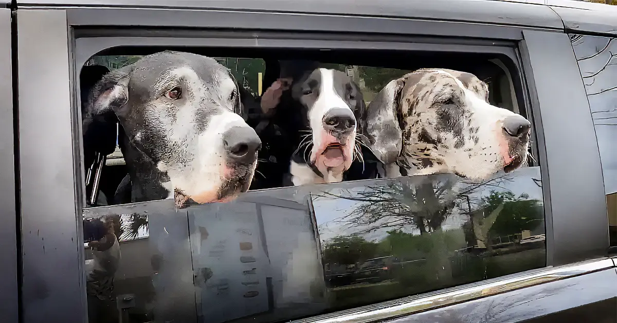 dogs ice cream