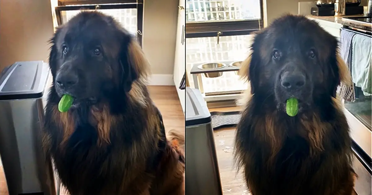 dog with cucumber