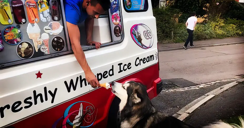 dog ice cream