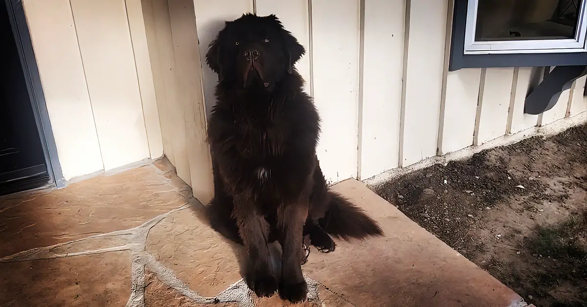 dog shames owner