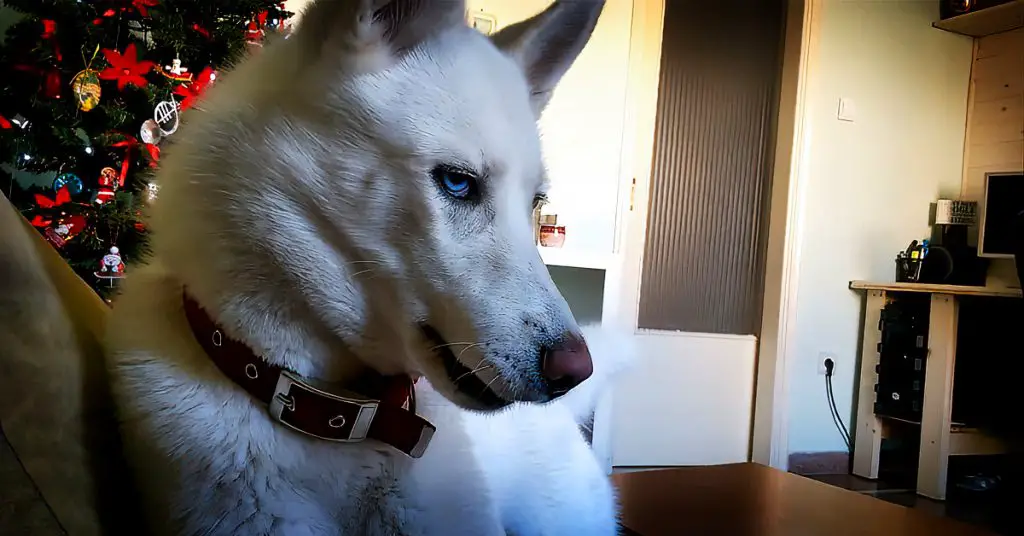 stubborn husky