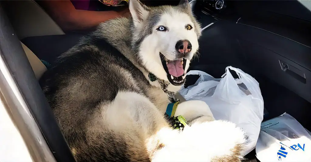 husky in front seat