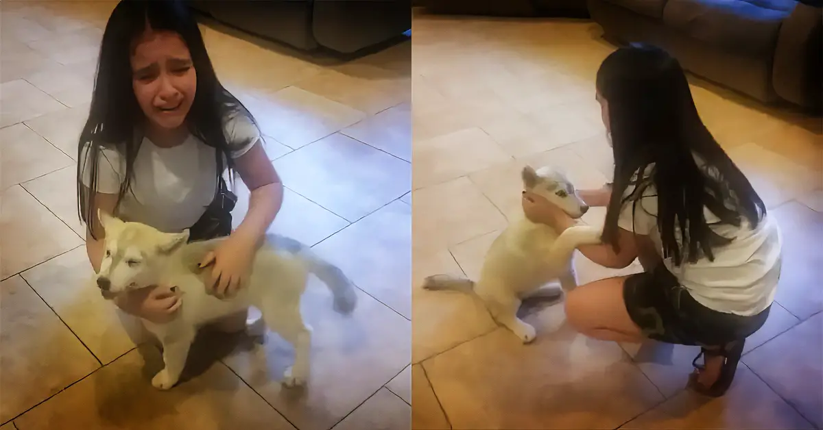 husky puppy surprise