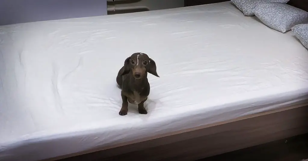 dachshund on bed