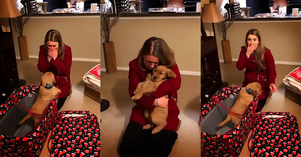 puppy gift surprise