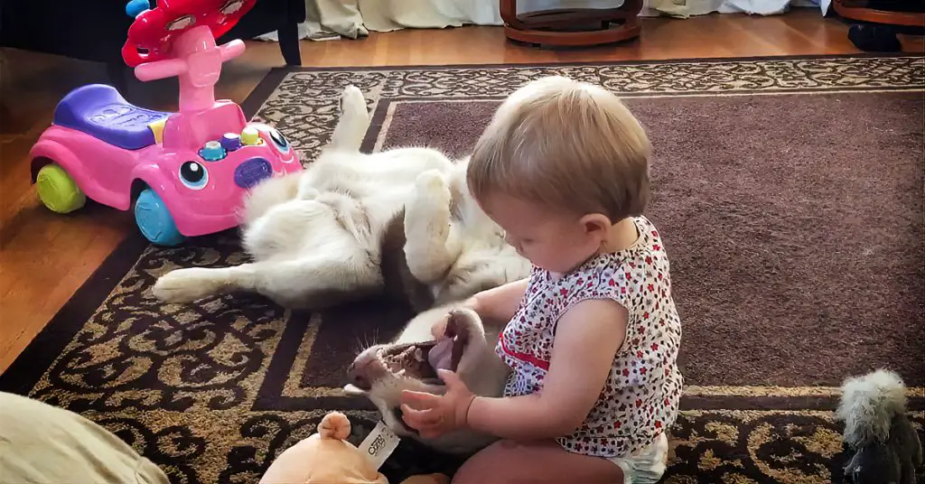 baby examines teeth