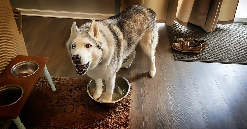 husky water bowl